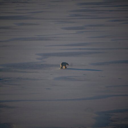 Winter Sea Ice in the Arctic Ties a Record Low