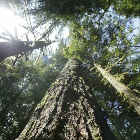 Trump moves Forest Service HQ from DC to Utah