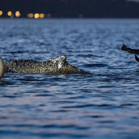 Whale stranded off Germany’s coast gets stuck again