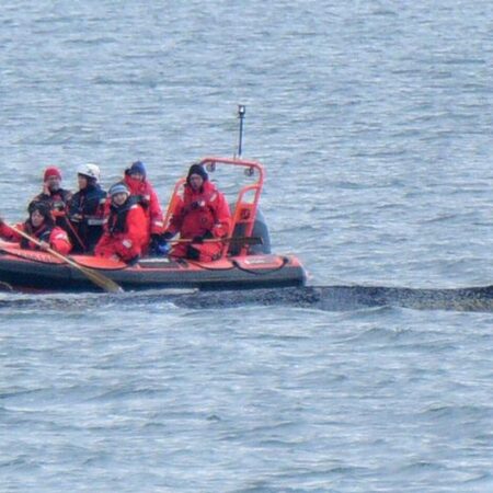 Germany news: Rescuers launch fresh whale rescue effort