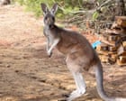 Chesney the kangaroo found three days after hopping away from farm