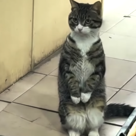 CatVideoFest Returning to Theaters in Summer 2026 (EXCLUSIVE)