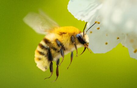 James Cameron’s ‘Secrets of the Bees’ captures groundbreaking, never-before-seen footage: Humans ‘are the despicable creatures’