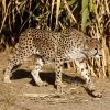 In Iran, Cheetah Sightings Offer Rare Spots of Hope Amid War