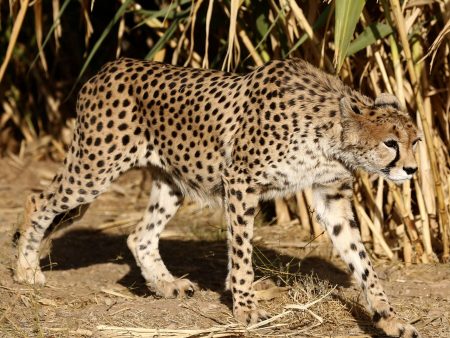 In Iran, Cheetah Sightings Offer Rare Spots of Hope Amid War