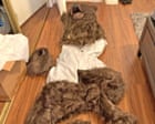 Three people sentenced to jail for bear-suit insurance scam in California