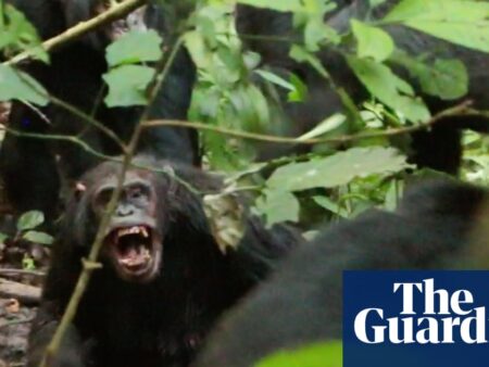 Wild chimpanzees recorded waging ‘civil war’ with coordinated attacks between two groups