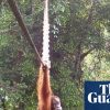 ‘Cries of delight’ as Sumatran orangutan filmed using canopy bridge to cross road for first time