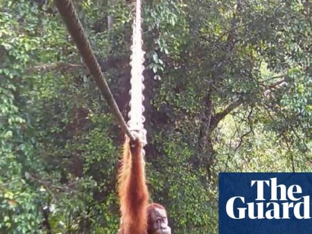 ‘Cries of delight’ as Sumatran orangutan filmed using canopy bridge to cross road for first time