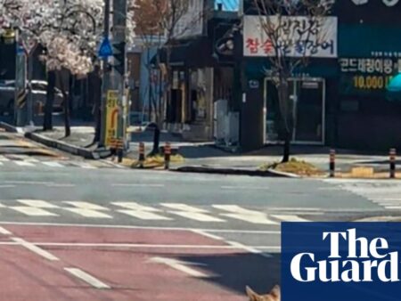 Hundreds search for wolf that escaped from zoo in South Korea