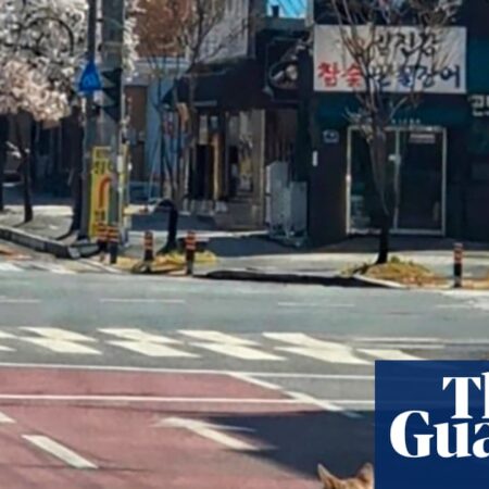 Hundreds search for wolf that escaped from zoo in South Korea