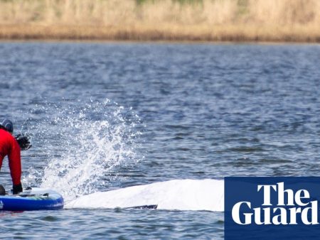 Final steps taken before audacious plan to tow whale stranded in Germany to North Sea