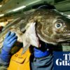 Consumers urged to ‘completely avoid’ UK-caught cod as population plunges