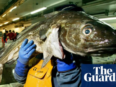 Consumers urged to ‘completely avoid’ UK-caught cod as population plunges