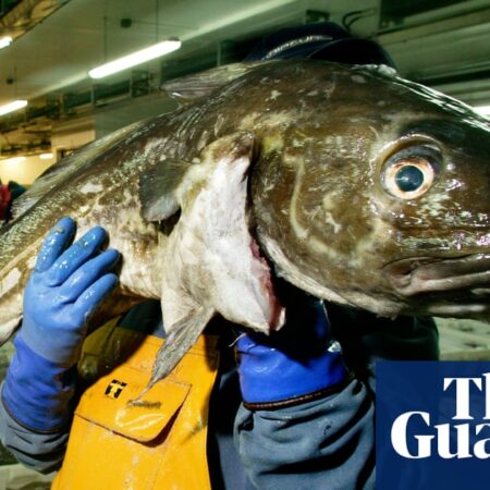 Consumers urged to ‘completely avoid’ UK-caught cod as population plunges