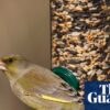 Take down bird feeders this summer to cut spread of avian disease, says RSPB