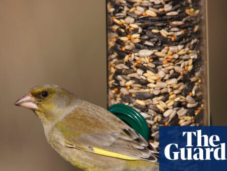 Take down bird feeders this summer to cut spread of avian disease, says RSPB