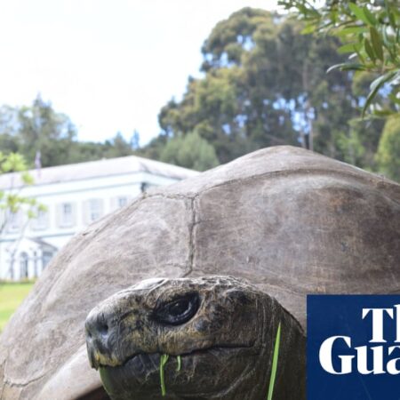 World’s oldest tortoise caught in viral crypto death scam