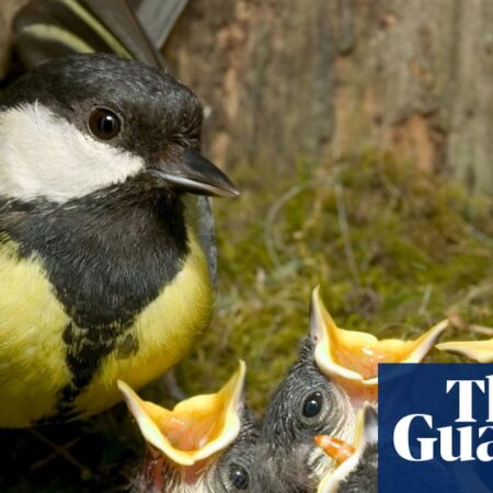 From early birds to emerging butterflies: UK shows signs of earliest spring on record