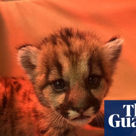 Three-week-old mountain lion cub rescued by California biologists
