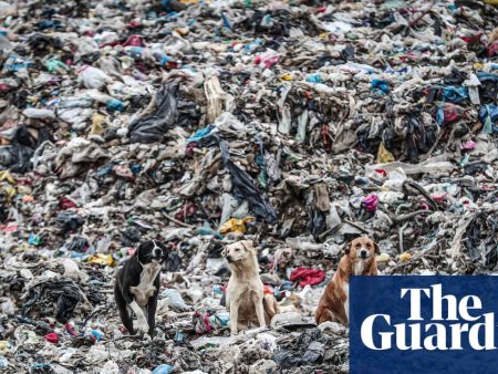 Germany was largest exporter of plastic waste in 2025, sending 810,000 tonnes overseas, analysis finds