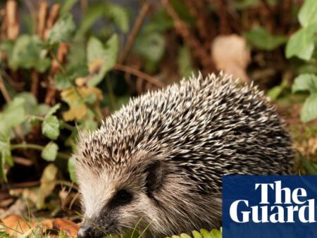 German mayors call for night-time ban on robot lawnmowers to protect hedgehogs