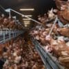Ammonia pollution hotspots found in areas of UK with most pig and poultry factory farms