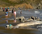 Gray whales, once rare in San Francisco Bay, dying there at alarming rates