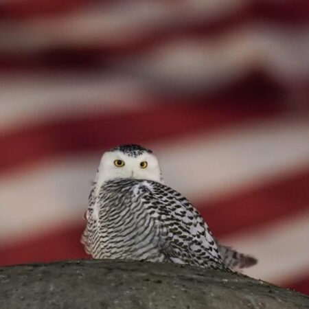 Harry Potter owl among animals granted UN international protection