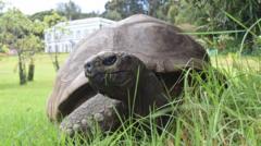 World’s oldest known tortoise, Jonathan, dies aged 193