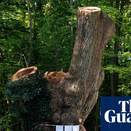 Contractor that cut back ancient oak in London park identified