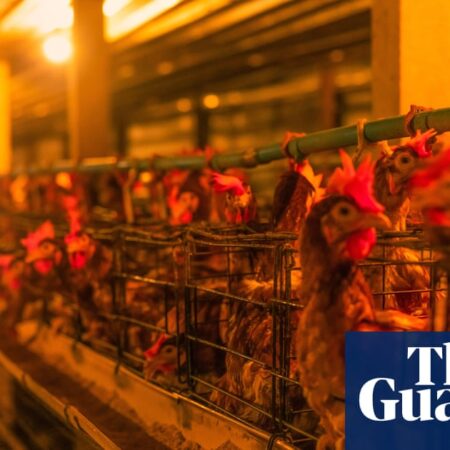 UK looks to relax planning rules for factory farms after industry lobbying