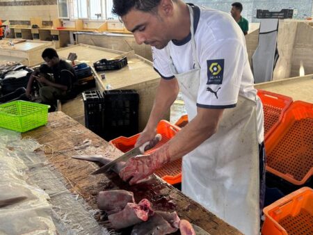 Mediterranean sharks are vanishing in a legal void