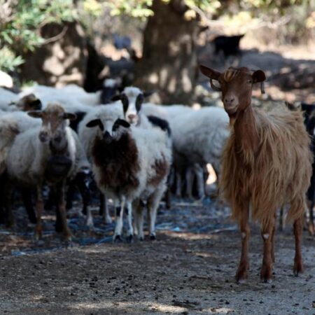 Greek ministers resign over EU farming subsidy scandal