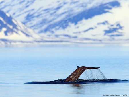 Canada’s Arctic noise is no party for narwhals