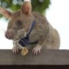Cambodia unveils statue to honour famous landmine-sniffing rat