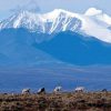 Trump schedules controversial drilling auction in Alaska wildlife refuge