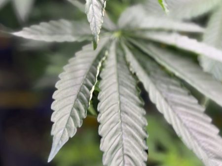 Trump administration reclassifies state-licensed medical marijuana as less dangerous