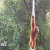 Watch: How one orangutan braved new bridge to unite his split community