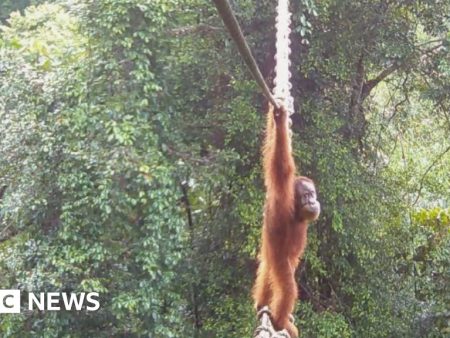 Watch: How one orangutan braved new bridge to unite his split community