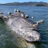 Why are grey whales dying in San Francisco’s waters? US scientists search for clues