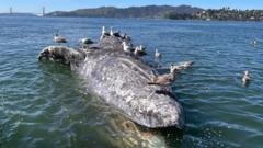 Why are grey whales dying in San Francisco’s waters? US scientists search for clues