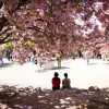 South Korea’s Cherry Blossoms Attract a Connoisseur: The Japanese