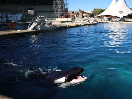 The Uncertain Fate of France’s Last Two Captive Orcas