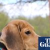 ‘They know they’re safe’: 1,500 beagles to be rescued from US facility after recent protests