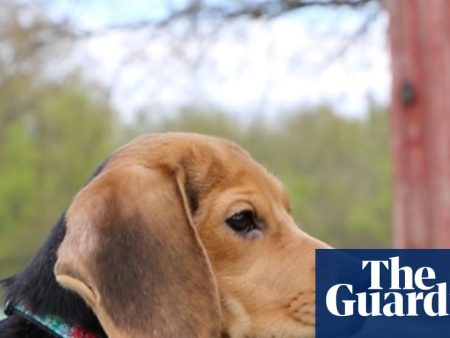 ‘They know they’re safe’: 1,500 beagles to be rescued from US facility after recent protests