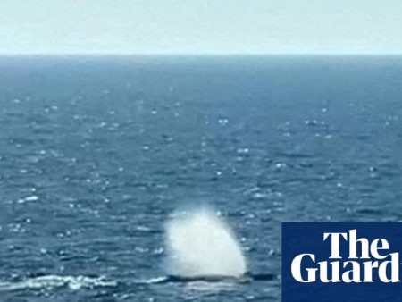 Rescuers release humpback whale that was stranded off German coast