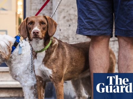 Italian city orders dog owners to wash away urine or face €500 fine
