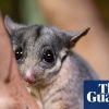 Federal government accused of watering down proposal to protect Australia’s threatened species and ecosystems
