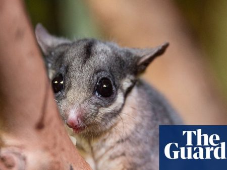 Federal government accused of watering down proposal to protect Australia’s threatened species and ecosystems
